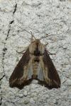 Egira conspicillaris