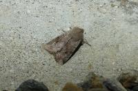 Orthosia incerta