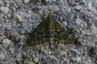 Acasis viretata