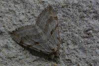 Aplocera efformata/plagiata