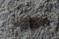 Gymnoscelis rufifasciata