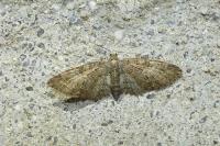 Eupithecia abbreviata