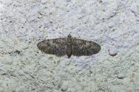 Eupithecia dodoneata