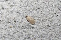 Agonopterix subpropinquella
