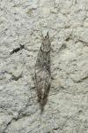 Eudonia angustea