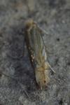 Phyllonorycter quercifoliella