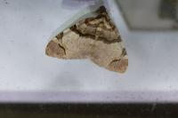 Anticlea derivata