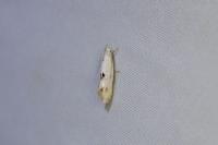 Elachista maculicerusella