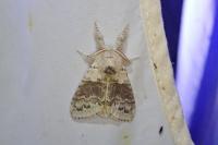 Calliteara pudibunda