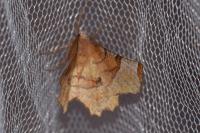 Selenia lunularia