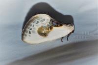 Cilix glaucata
