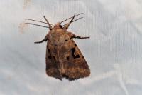 Orthosia gothica