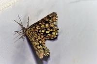 Chiasmia clathrata
