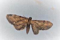 Eupithecia vulgata
