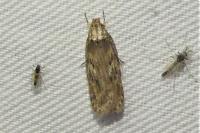 Depressaria