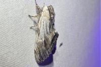 Harpyia milhauseri