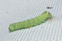 Orthosia cerasi
