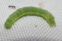 Cosmia trapezina