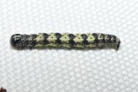 Agriopis leucophaearia