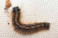 Malacosoma neustria