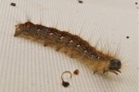 Trichiura crataegi