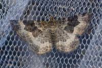 Epirrhoe alternata