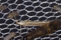 Coleophora albicosta