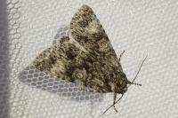 Acronicta megacephala