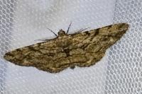 Peribatodes rhomboidaria