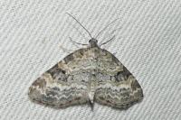 Pterapherapteryx sexalata