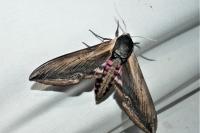 Sphinx ligustri
