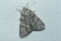 Acronicta rumicis