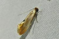 Tinea semifulvella