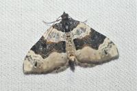 Cosmorhoe ocellata