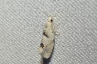 Epinotia bilunana
