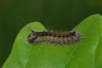 Lymantria dispar