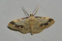 Idaea trigeminata