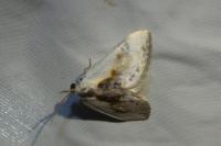 Cilix glaucata