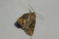 Oligia latruncula/strigilis/versicolor