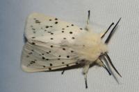 Spilosoma lubricipeda
