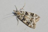 Eudonia delunella