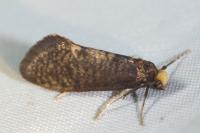 Taleporia tubulosa