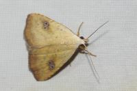 Rivula sericealis
