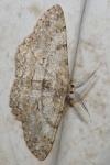 Hypomecis punctinalis