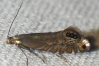 Glyphipterix thrasonella