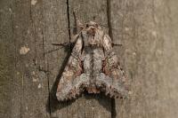 Lacanobia w-latinum