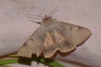 Minucia lunaris