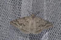 Pseudoterpna coronillaria