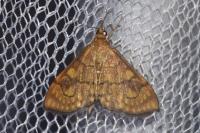 Anania verbascalis