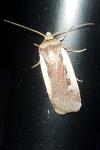 Ochropleura plecta